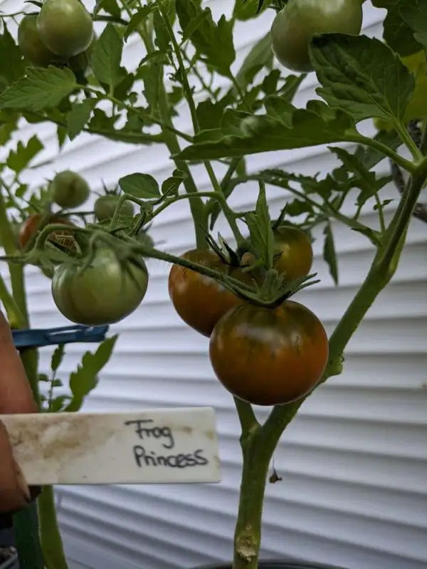 Tomaten: Frog Princess