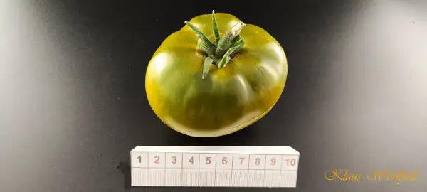 Tomaten: Frog Prinzess