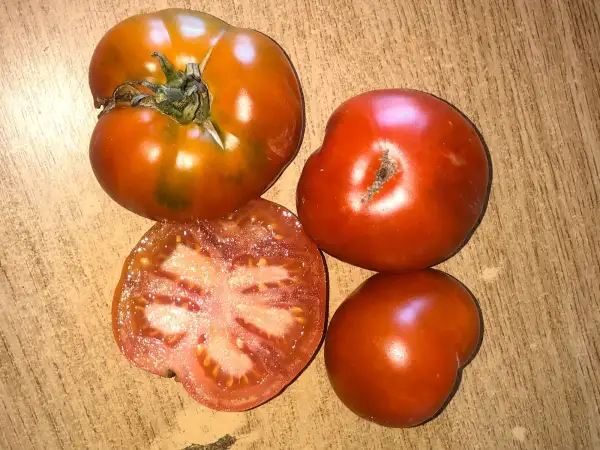 Tomaten: Frontenac