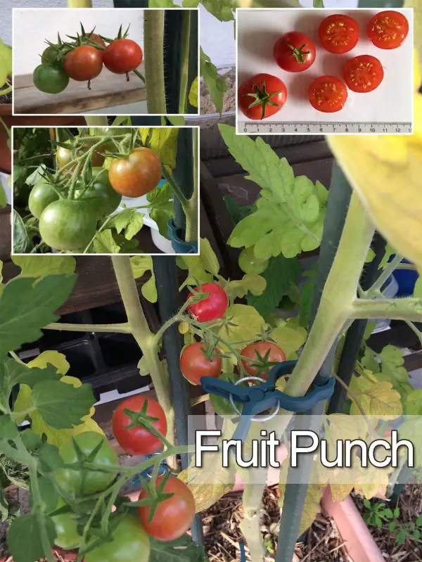 Tomaten: Fruit Punch