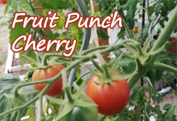 Tomaten: Fruit Punch Cherry