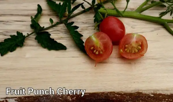 Tomaten: Fruit Punch Cherry