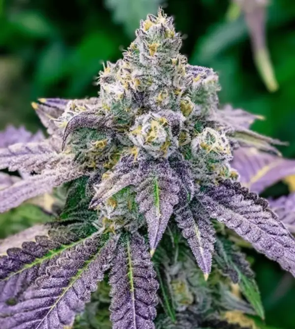 Cannabis: Fruity Pepples