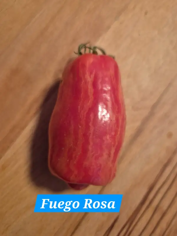 Tomaten: Fuego Rosa