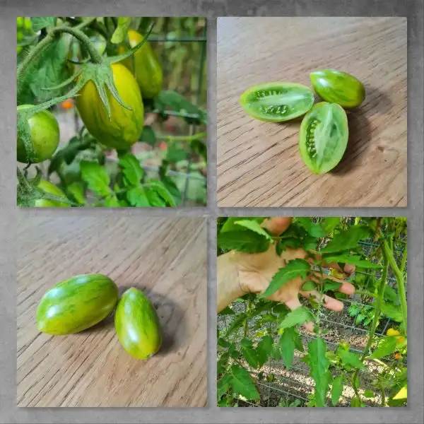 Tomaten: Fuego Verde