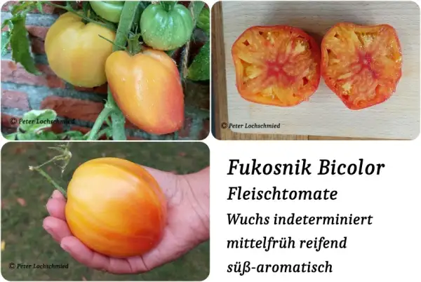 Tomaten: Fukosnik Bicolor