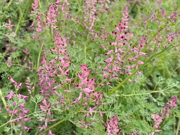 Blumen: Fumaria officinalis ‣ ‣ Gewöhnlicher Erdrauch  ‣ Fume-of-the-earth