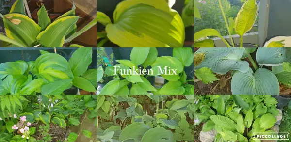 Blumen: Funkien - 11 verschiedene Sorten, Mix