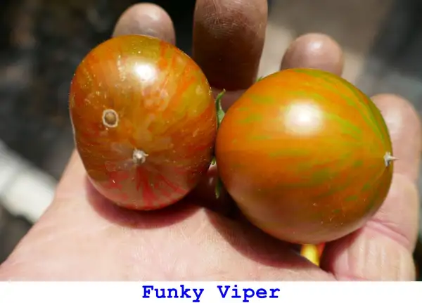 Tomaten: Funky Viper