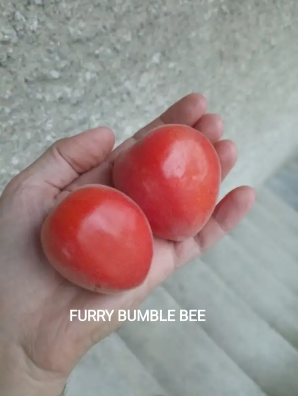 Tomaten: Furry Bumble Bee