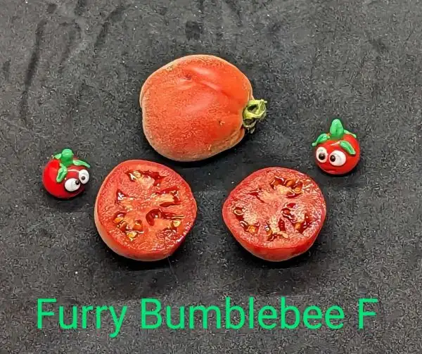 Tomaten: Furry bumblebee