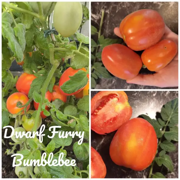 Tomaten: Furry Bumblebee Dwarf