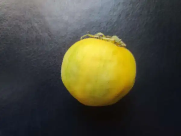 Tomaten: Furry Yellow Hog