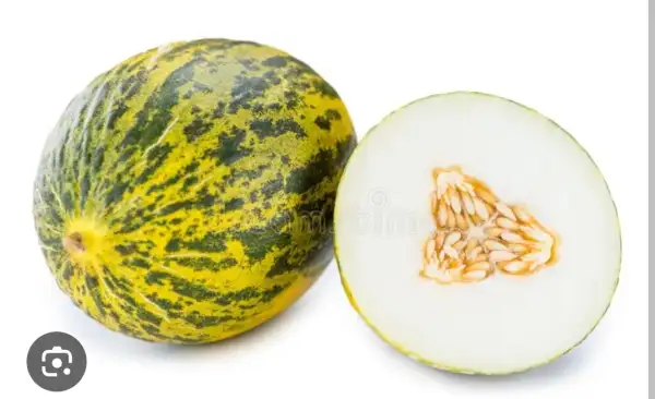 Melonen: Futuro Melone "Piel de Sapo"