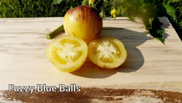 Tomaten: Fuzzi blue balls