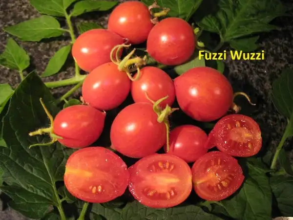 Tomaten: Fuzzi Wuzzi