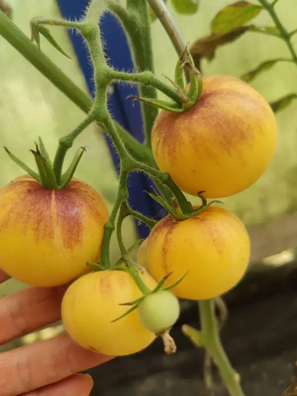 Tomaten: Fuzzy Blue Balls