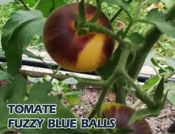 Tomaten: Fuzzy Blue Balls