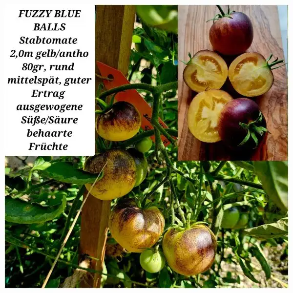 Tomaten: Fuzzy Blue Balls