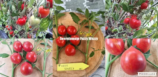 Tomaten: Fuzzy Wuzzy - Microdwarf/Zwergtomate