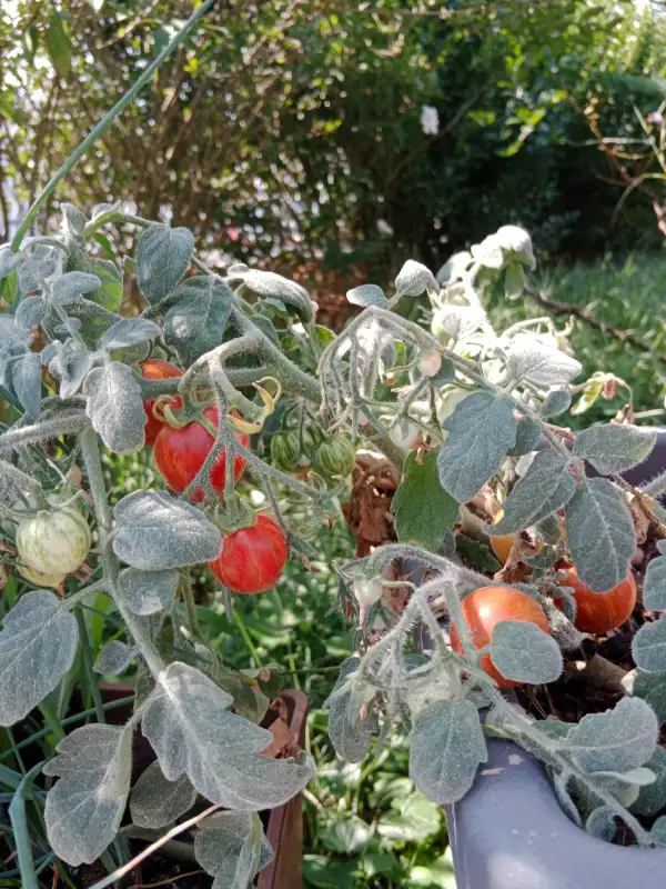 Tomaten: Fuzzy Wuzzy