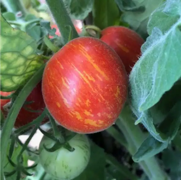 Tomaten: Fuzzy Wuzzy