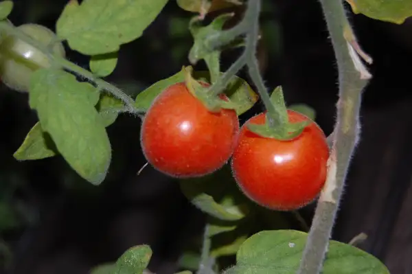 Tomaten: Fuzzy Wuzzy