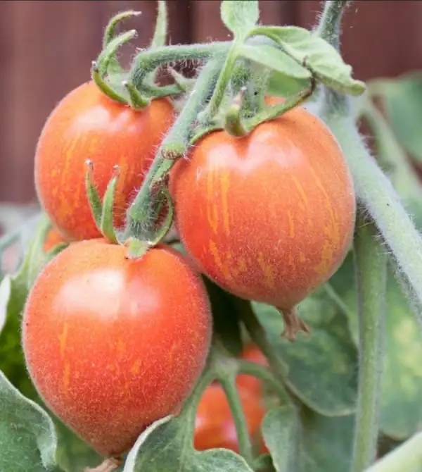 Tomaten: Fuzzy Wuzzy