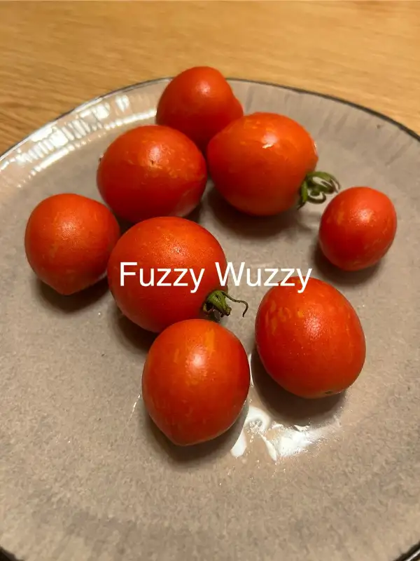 Tomaten: Fuzzy Wuzzy