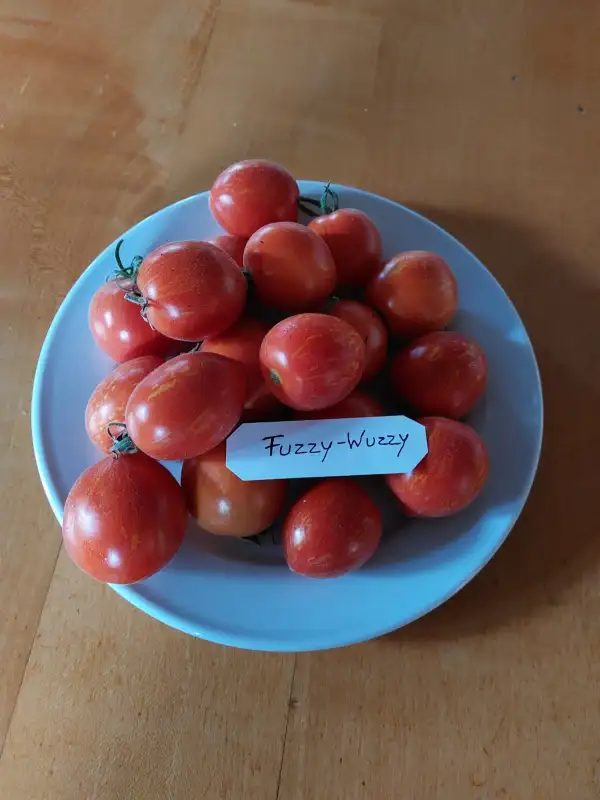 Tomaten: Fuzzy Wuzzy