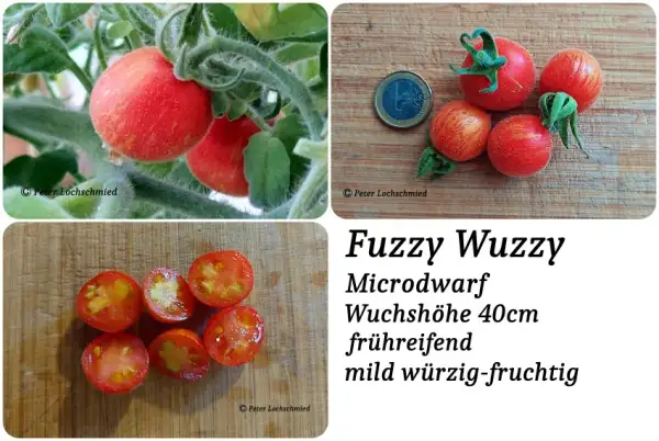 Tomaten: Fuzzy Wuzzy