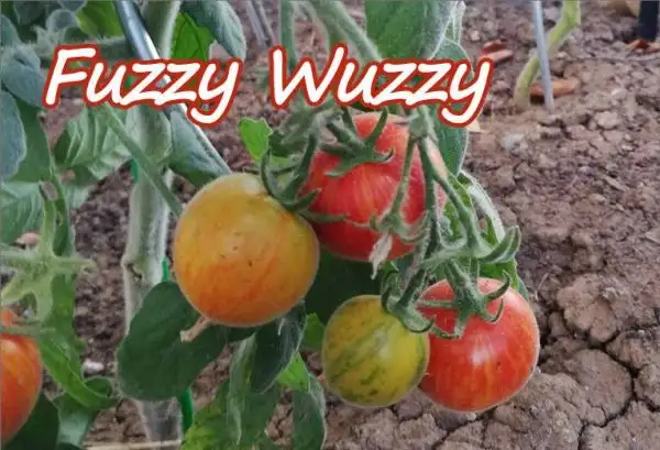 Tomaten: Fuzzy Wuzzy