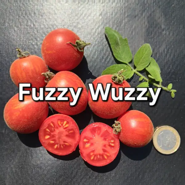 Tomaten: Fuzzy Wuzzy