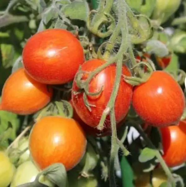 Tomaten: Fuzzy Wuzzy