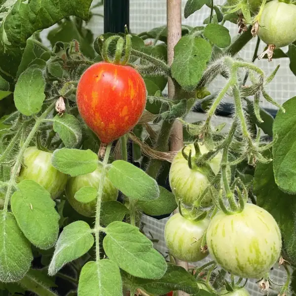 Tomaten: Fuzzy Wuzzy