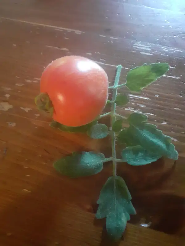 Tomaten: Fuzzy Wuzzy
