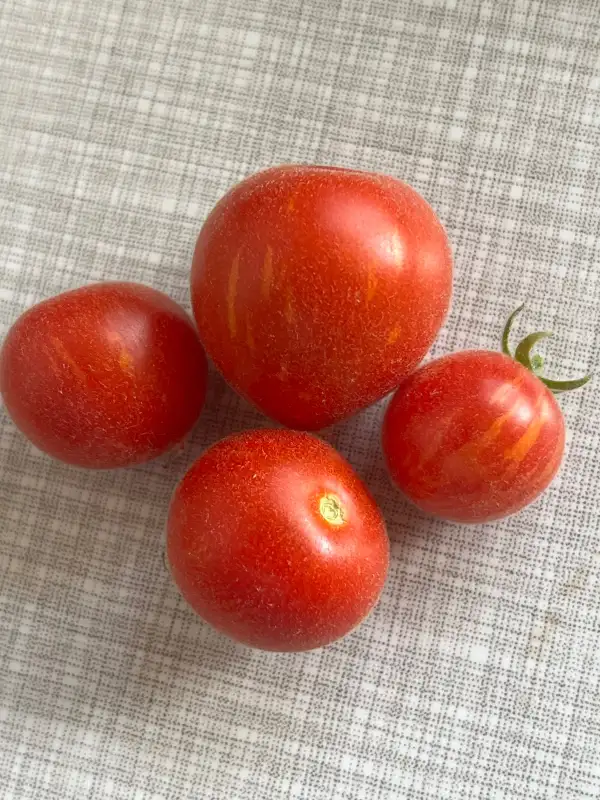Tomaten: Fuzzy Wuzzy