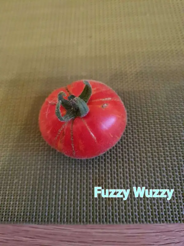 Tomaten: Fuzzy Wuzzy