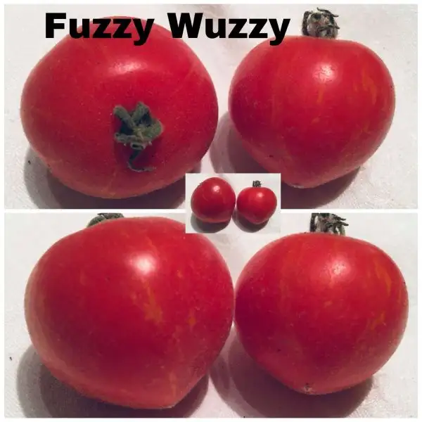 Tomaten: Fuzzy Wuzzy