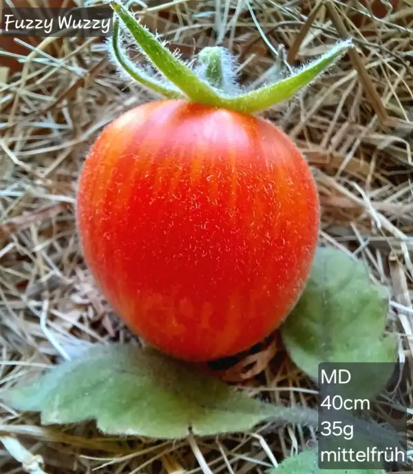 Tomaten: Fuzzy Wuzzy