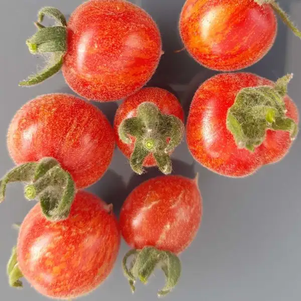 Tomaten: Fuzzy Wuzzy