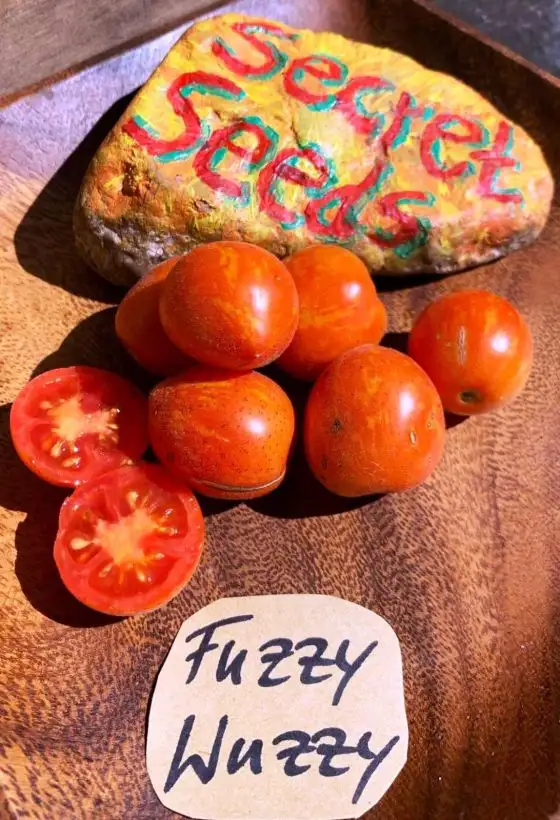 Tomaten: Fuzzy Wuzzy