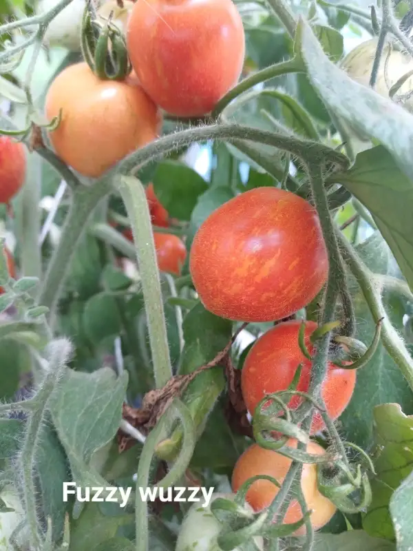 Tomaten: Fuzzy Wuzzy