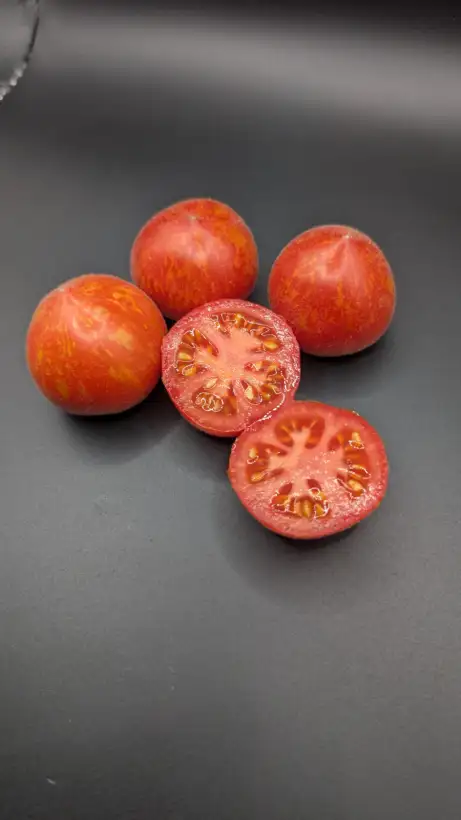 Tomaten: Fuzzy Wuzzy (Dwarf)