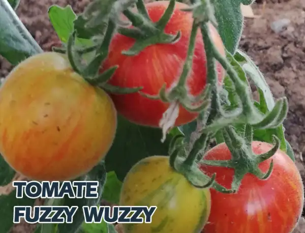 Tomaten: Fuzzy Wuzzy / Dwarf