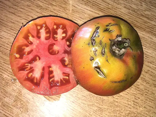 Tomaten: Géante d