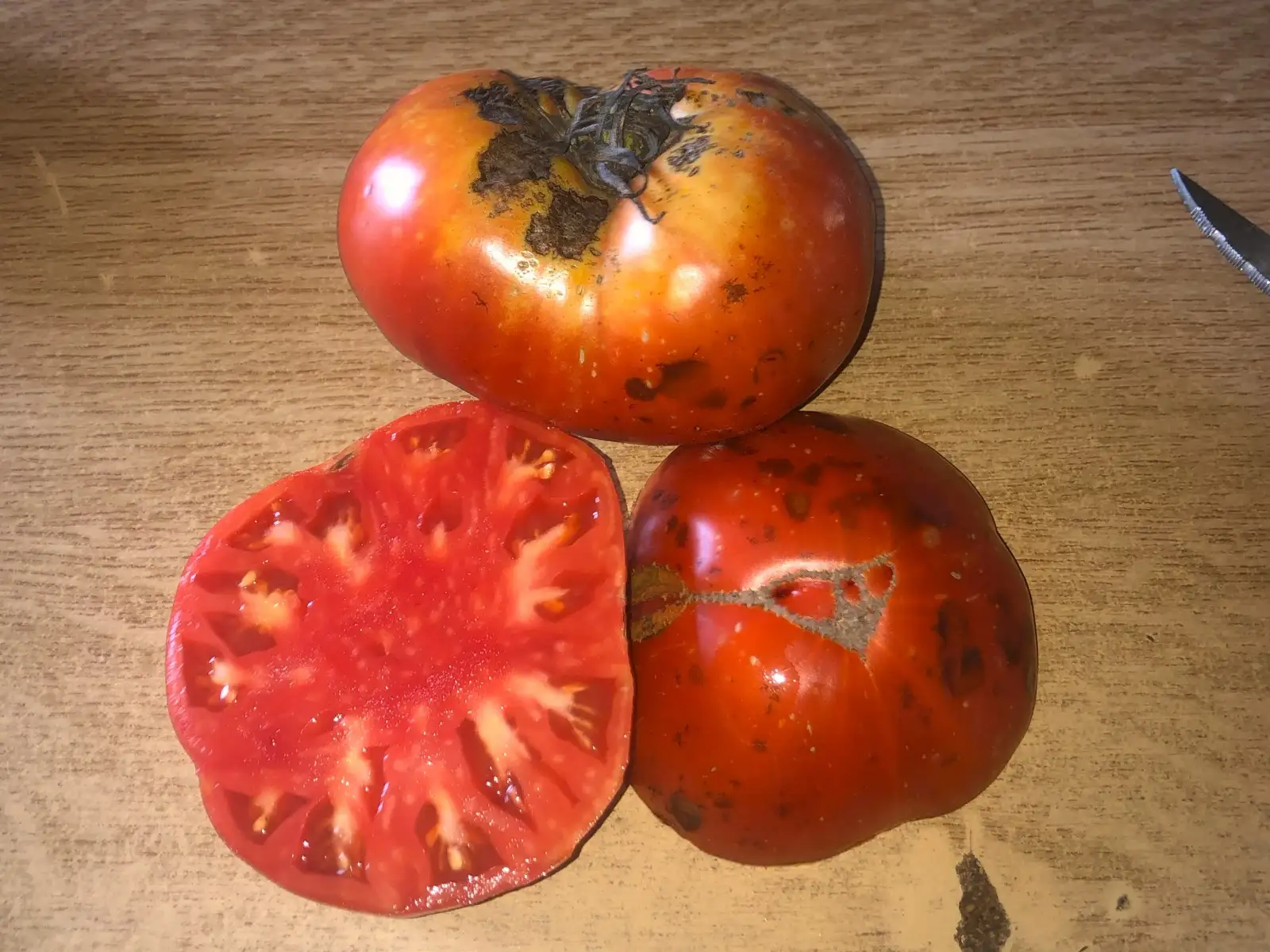 Tomaten: Géante de Hutt