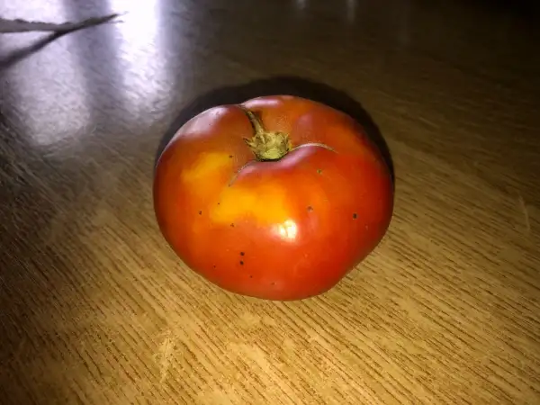 Tomaten: Géante Rose