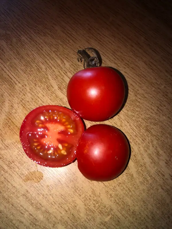 Tomaten: Général Joffre