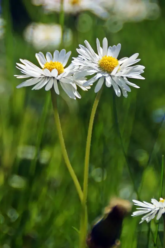 Blumen: Gänseblümchen